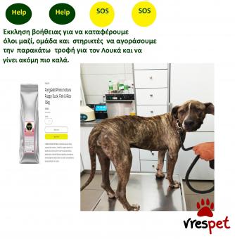 Ράτσα: Πίτ μπούλ - pitbull | Ηλικία: 4 ετών | Φύλο: Αρσενικό | Αρ. Microchip: 982121212121212 | Περιοχή: Αττική